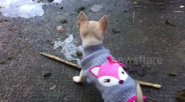 Mouse (puppy) wanting to play