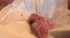 Baby Parrots are in the New House