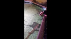 Touching rays in an aquarium