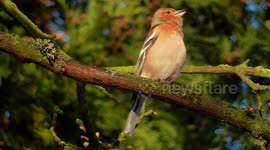 Chaffinch sings loudly in spring sunshine
