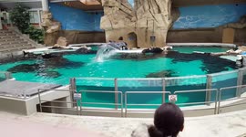 Dolphin show