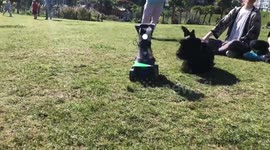 RobotStreamer RSPongBot meets doggo in the park