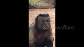 Strange monkey with a humanlike face breaks the internet
