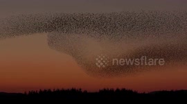 Majestic images of flocks of starlings captured in UK's Cumbria