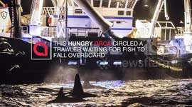 This is the moment a hungry orca circles a trawler desperate to catch any fish that fall from the sides