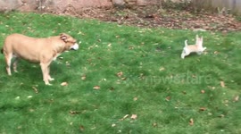 Springtime puppy fun