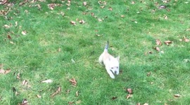 Jackhuahua puppy playing with Staffie