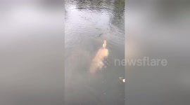 Labrador retriever shows off his diving skills