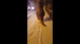 T Rex does Fornite dance in the snow