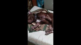 Dog can't stop scratching himself