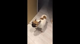 Cute French Bulldog lets out giant sneezing fit