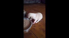 Puppy face plants bowl of food