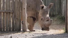 RAW FOOTAGE: Sudan, the last male northern white rhino