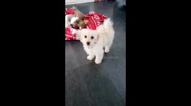 Puppy sit