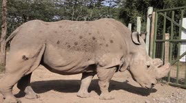 Scientists use IVF to create first northern white rhino embryos