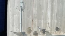 Feeding the birds