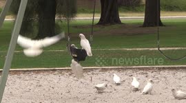 Hilarious - Cockatoos playing in sandpit and on kid’s swings