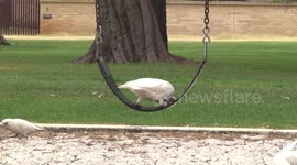 Funny - White Cockatoo playing on swing hanging upside down