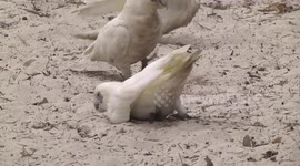 Funny - White Cockatoos playing in kid's sandpit - close