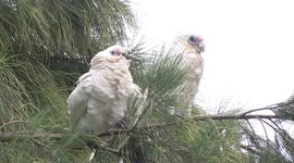 Baby White Cockatoo begging - it wouldn't let up!