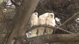 White Cockatoos resting and preening - being quiet for a change!