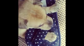 Puppy Shoe bite