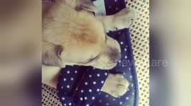 Newsflare Edit - Puppy Shoe bite