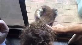 Koala at the back door