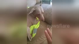 Dog won't let his owner leave for work