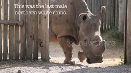 Newsflare Edit - Video captures Sudan, the last male northern white rhino, weeks before death