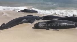 More than one hundred whales die in mass stranding in Western Australia coast