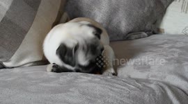 Pug puppy eating carrot on national puppy day