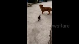 Duck launches surprise attack on dog's groin