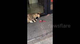 Rat rolls on ground to try to escape being caught
