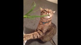Kenzy like grass..