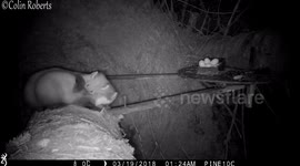Pine marten siblings scrap over territory in surveillance footage