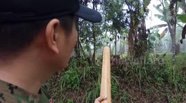 Ring the cannon! This is how rangers repel the deadly Sumatran tiger