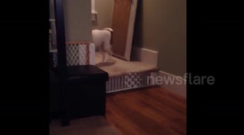My dog is scared to go down the stairs - but she eventually gets brave
