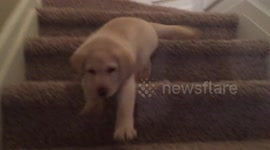 Adorable yellow Lab puppy walks down stairs for first time