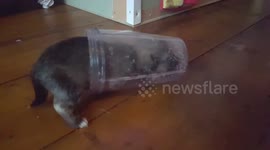Tiny pooch crawls inside plastic cup on National Puppy Day
