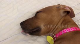 Puppy licking in his sleep