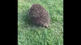 Rise and shine Hedgehogs