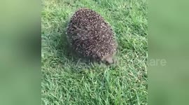 Newsflare Edit - Rise and shine Hedgehogs