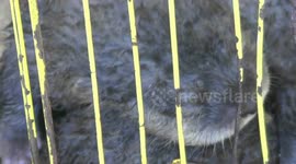 Indonesian police catch illegal wildlife trader with haul of exotic species