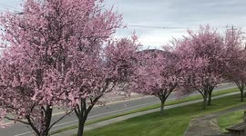 Cherry blossoms in Seattle!