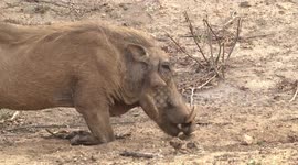 Male Warthog feeding on knees in drought head detail