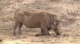 Male Warthog feeding on knees in drought