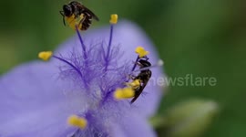 The Bees and a Purple Flower