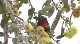 Beautiful Rainbow Lorikeet feeding on Eucalyptus flowers