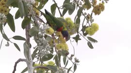 Lovely Rainbow Lorikeet feeding on Lemon-flowered Gum flowers